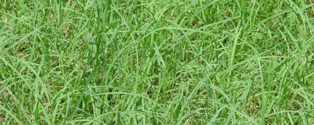 狗牙根草籽播种方法 狗牙根草籽怎么播种