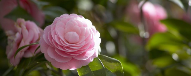 什么的花朵 什么的花朵填空