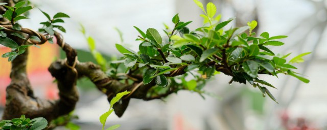 小榆树盆景造型方法 小榆树盆景造型方法是什么