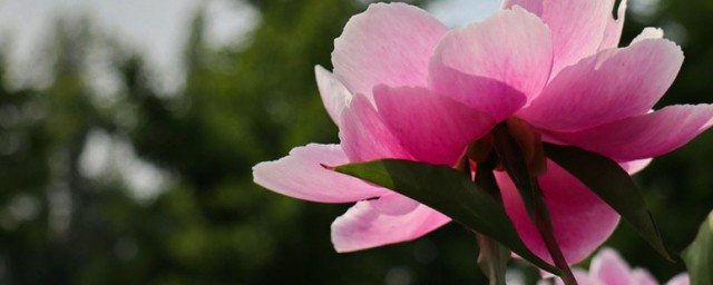 芍药花水养方法 芍药花水养需要注意什么