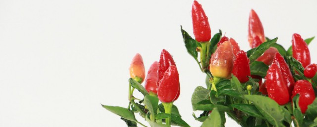 五彩椒种植时间和方法 五彩椒种植种子需要怎么处理