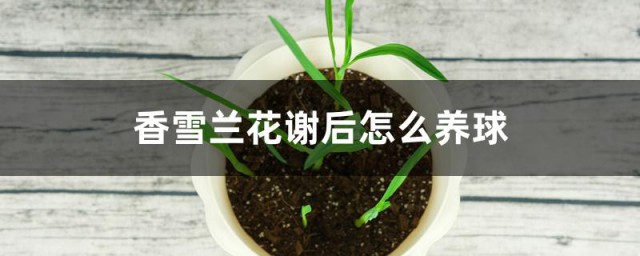 香雪兰花谢后怎么养球 香雪兰花谢后的养殖方法