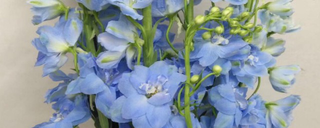 大飞燕鲜切花养护方法 大飞燕鲜切花怎样养护