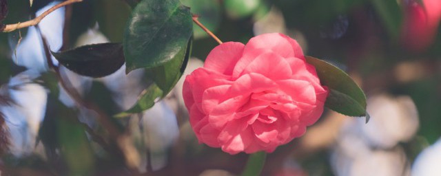 山茶花的养殖要领盆栽家庭 怎么养山茶花