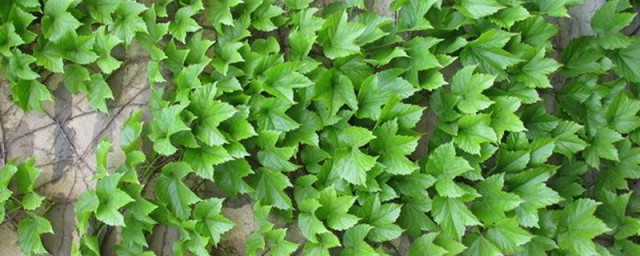 爬山虎种植时间和方法 爬山虎扦插多久发芽