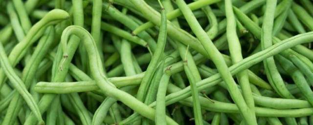 白不老豆角种植时间和方法 白不老豆角需要注意什么
