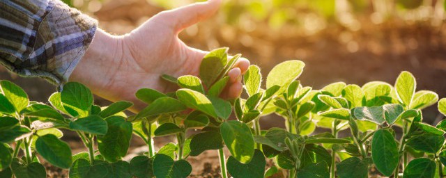 四季速生快菜种植方式 四季速生快菜如何种植