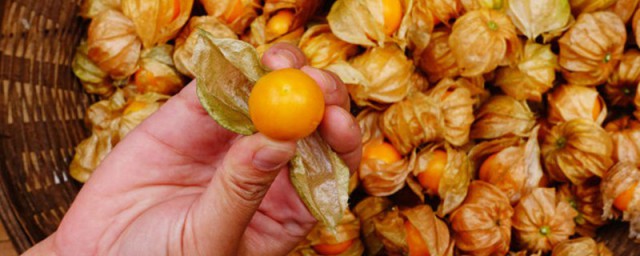 灯笼果种植时间和方法 灯笼果种植需要注意什么
