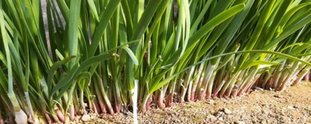 韭菜苗怎么种植方法 韭菜苗种植时间