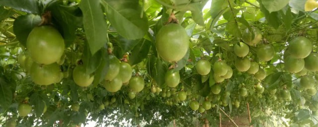 鸡蛋果如何种植办法 鸡蛋果种植需要如何浇水