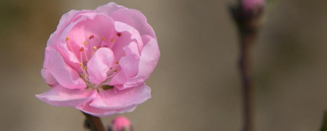 寿星桃花盆景养殖技巧 寿星桃花怎样施肥