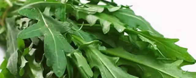 芝麻菜种植时间和方法 芝麻菜种植需要注意什么