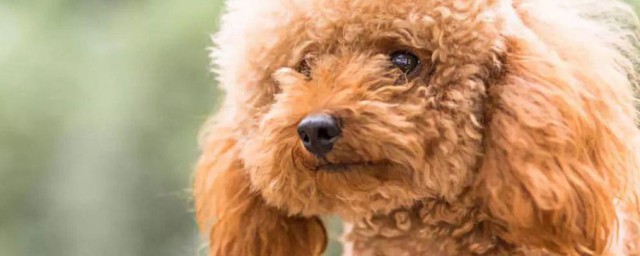 什么狗不掉毛 不掉毛的狗有哪些