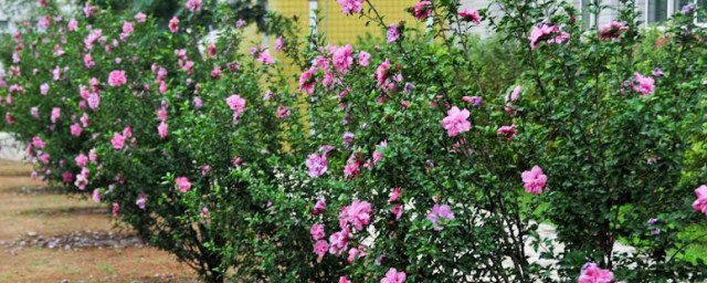 木槿花养殖方法 木槿花怎么养殖