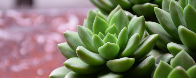 植物多肉怎么养殖方法 植物多肉养殖介绍