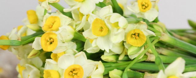 二代水仙花的养殖方法 水仙花需要注意什么