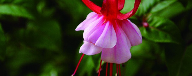 四季灯笼花的养殖办法 四季灯笼花如何修剪
