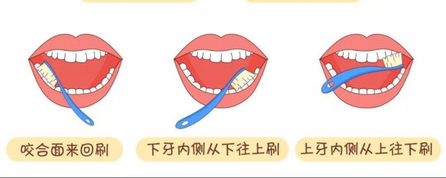 精确的刷牙要领 准确的刷牙办法次序