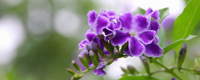 金露花的养殖方法 金露花如何养殖