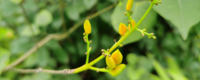 丁香花养殖方法 丁香花需要怎么浇水