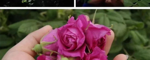 刺玫瑰花如何养殖要领 怎样养殖刺玫瑰花