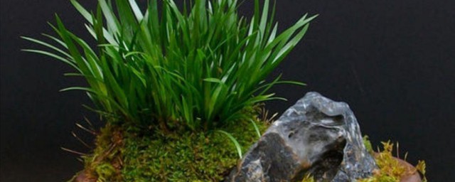 菖蒲的养殖技巧 菖蒲的养殖办法简介