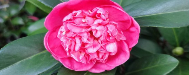 四季茶花的养殖方法 四季茶花需要修剪吗