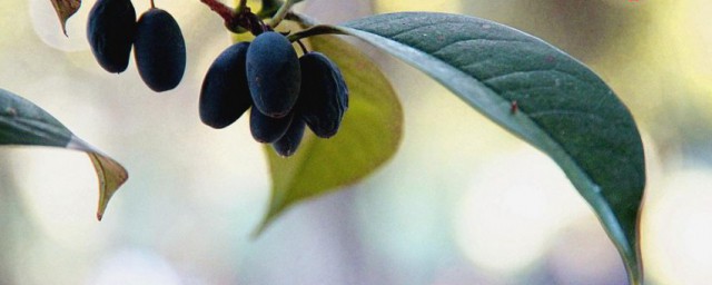 桂花果如何食用方法 桂花果食用方法有哪些