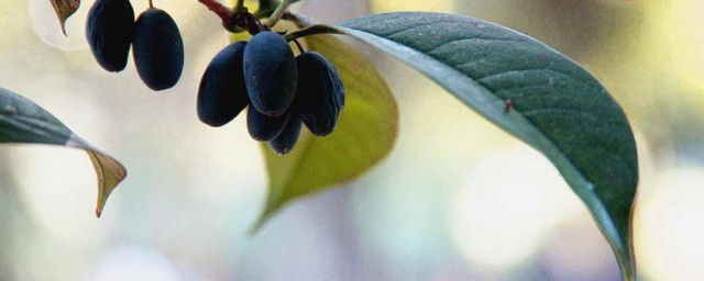 桂花果怎么食用技巧 桂花果食用办法有哪些