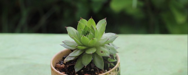景天科观音莲养殖办法 怎样养景天科观音莲
