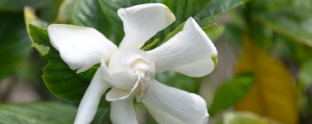 栀子花养殖方法和注意事项 浅谈栀子花养殖方法和注意事项