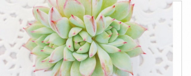 tp多肉植物养殖办法 多肉植物tp的养殖要领