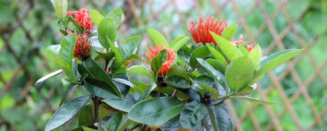 龙船花的养殖方法 龙船花怎么养殖