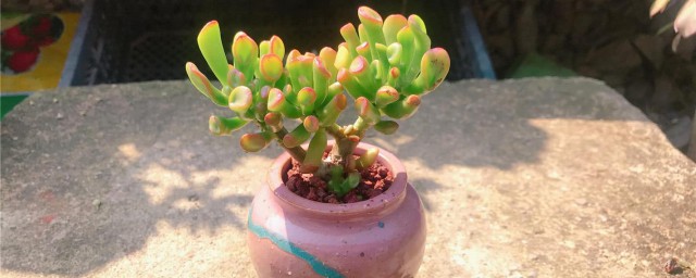 吸财树的养殖方法 吸财树怎么养殖