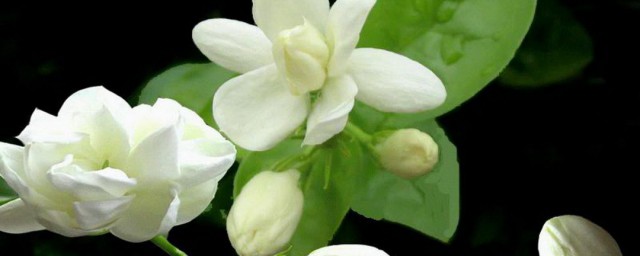 家庭茉莉花的养殖方法 家庭茉莉花怎么繁殖呢