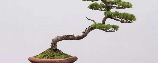 黑松怎么养殖方法 黑松怎么养殖