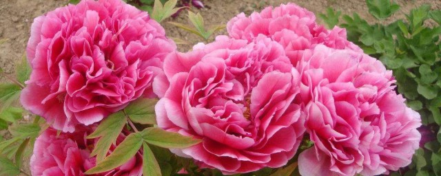 牡丹花怎么养殖方法 牡丹花养殖方法分享
