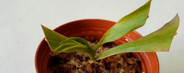猪笼草的养殖方法和注意事项 猪笼草怎么养殖