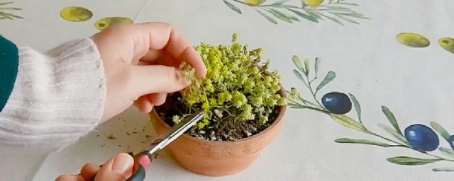 黄金万年草的养殖方法 黄金万年草如何养殖