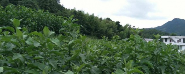 南非叶的功效与作用及食用办法 南非叶怎样食用及功效