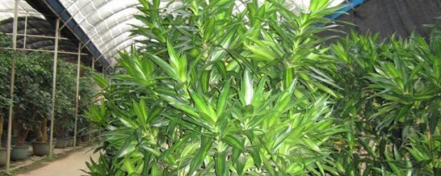 荷花竹的养殖方法和注意事项 荷花竹怎么养殖