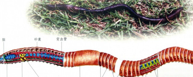 蚯蚓的养殖方法 蚯蚓的养殖方式