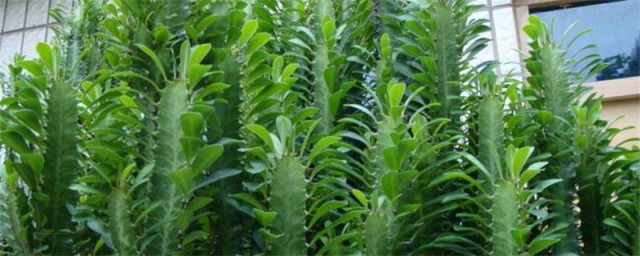 龙骨花的养殖办法修剪 怎么修剪龙骨花