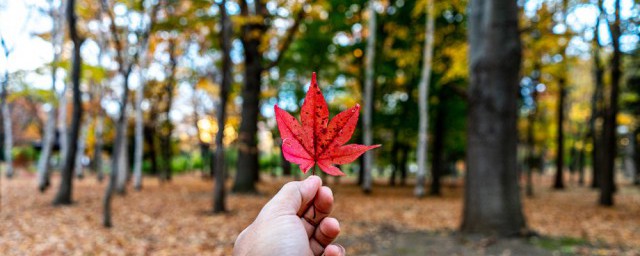 什么的落叶 什么的落叶填空