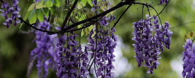 紫藤花的花语和寓意 紫藤花的简介