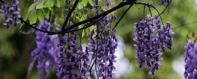 紫藤花的花语和寓意 紫藤花的介绍