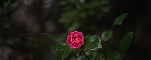 什么的花瓣 什么的花瓣填空