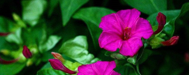 紫茉莉种子种植方法 紫茉莉种子种植时间