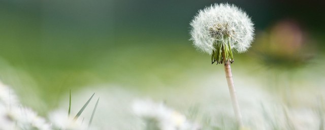 炒蒲公英茶的制作技巧 蒲公英茶如何炒