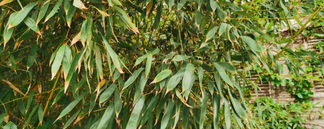 竹子怎么种植方法 竹子种植需要注意什么